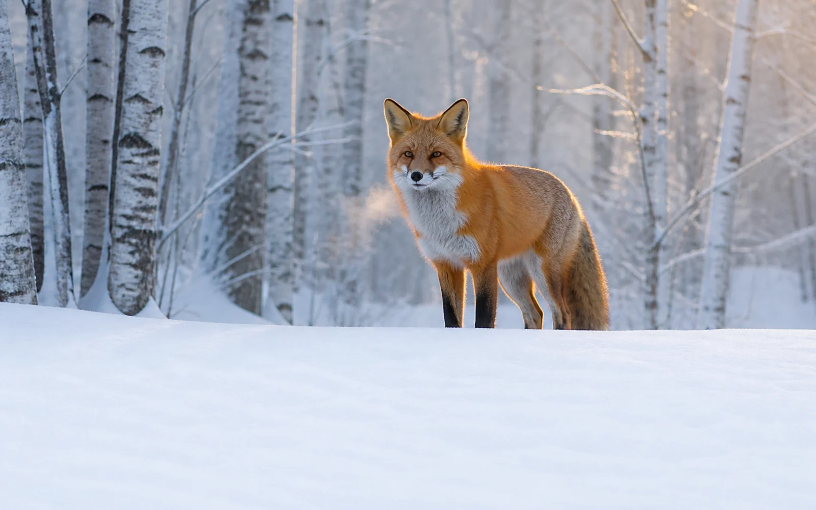 Red fox standing alert in a snowy birch forest at blue dawn with visible breath.