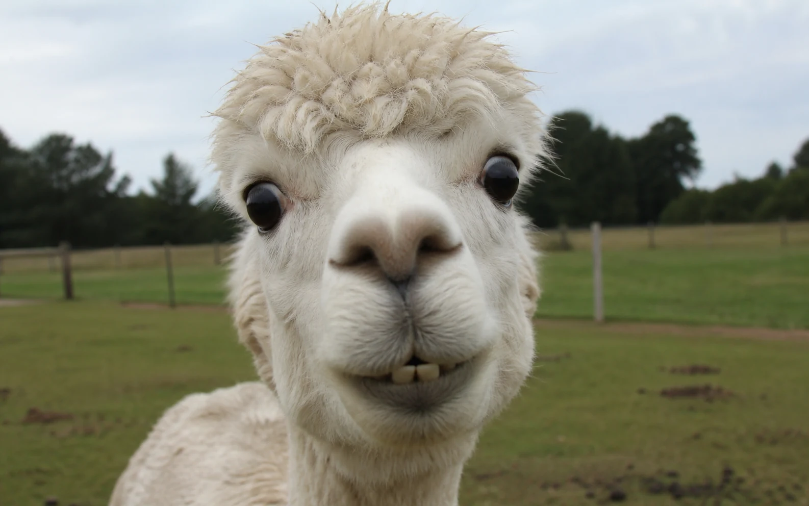 A sharp close-up of a wide-eyed alpaca compared with a blurry compressed version.