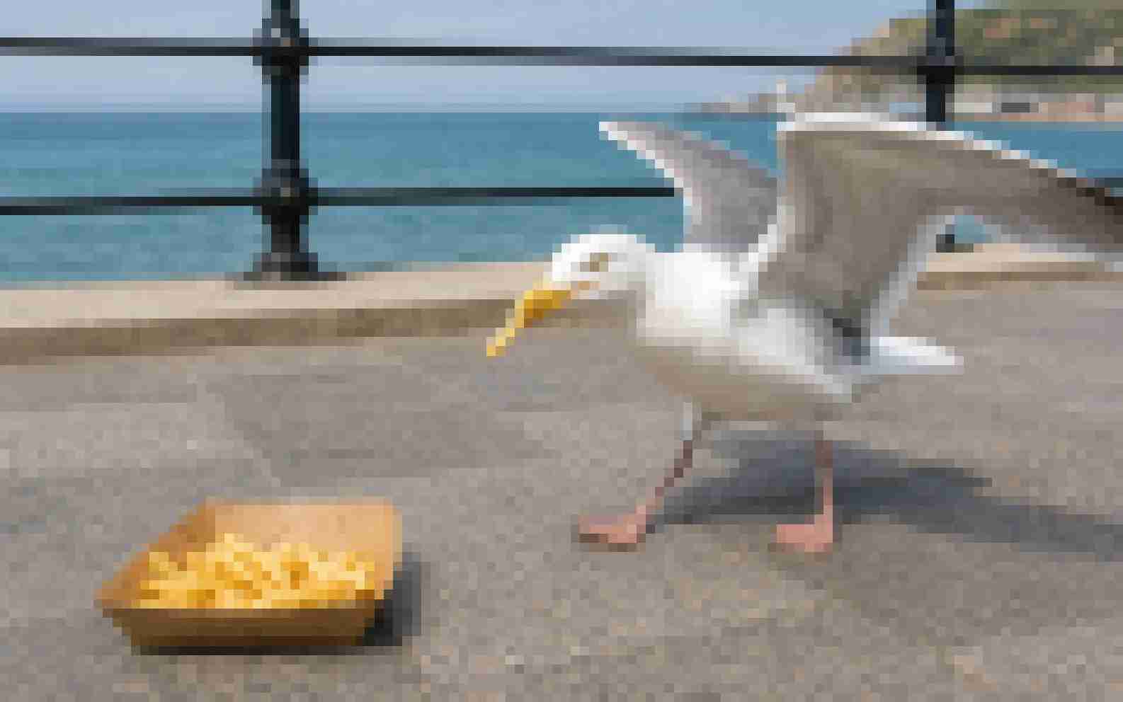 A seagull stealing a french fry compared with a heavily pixelated low-quality version.